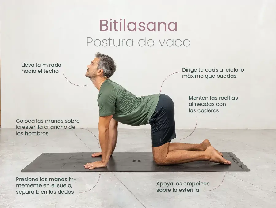 Persona practicando Bitilasana, postura de la vaca, con instrucciones de alineación para manos, piernas y espalda.