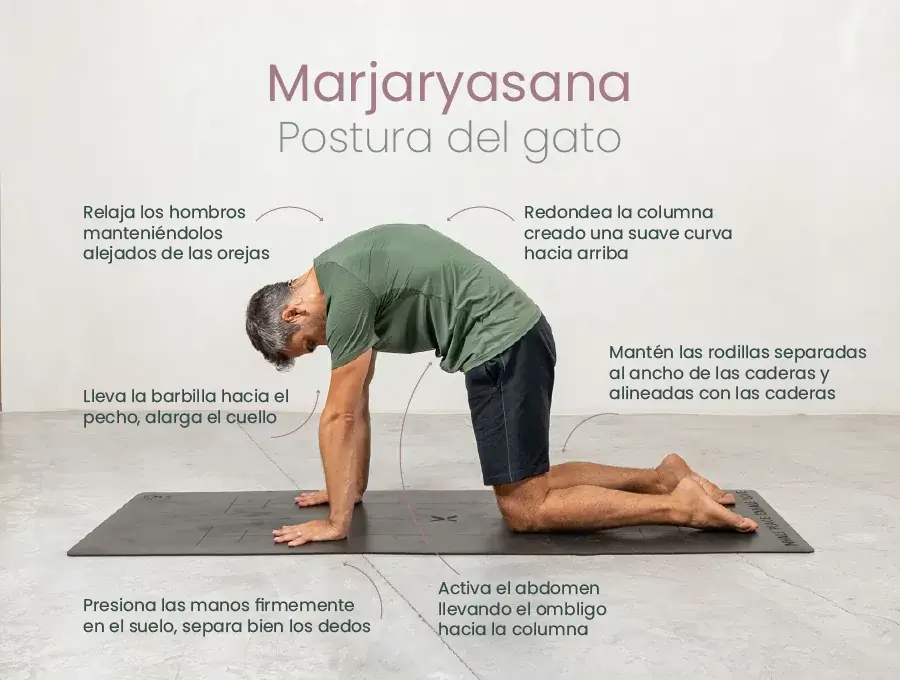 Persona practicando Marjaryasana, postura del gato, con indicaciones de alineación de piernas, manos y espalda.