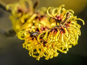 Hamamelis